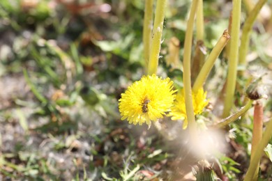 Photo of Bee collecting pollen from dandelion flower outdoors, closeup