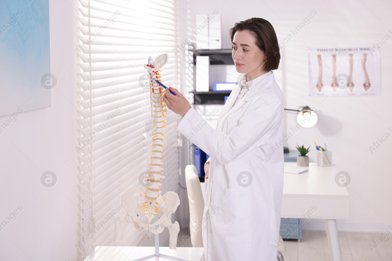 Doctor pointing at sections of human spine model in clinic Photo of Doctor pointing at sections of human spine model in clinic