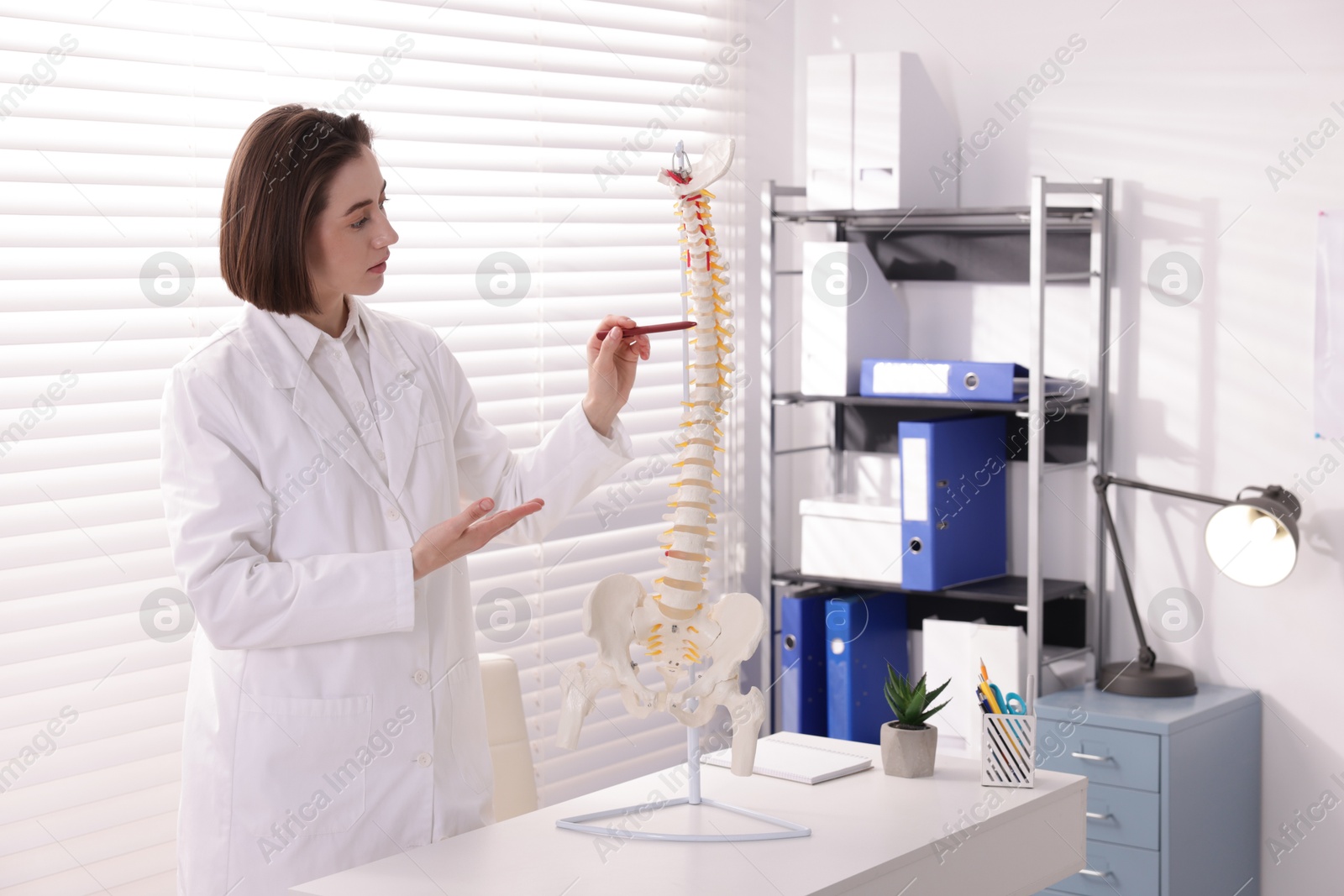 Photo of Doctor pointing at sections of human spine model at desk in clinic