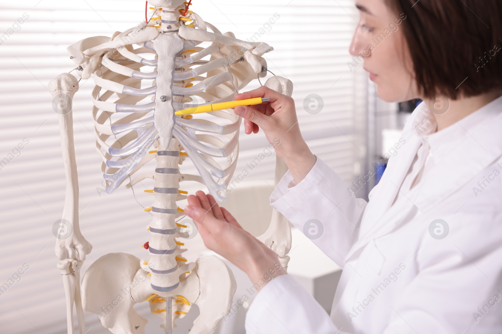 Photo of Doctor pointing at parts of human skeleton model in clinic, closeup