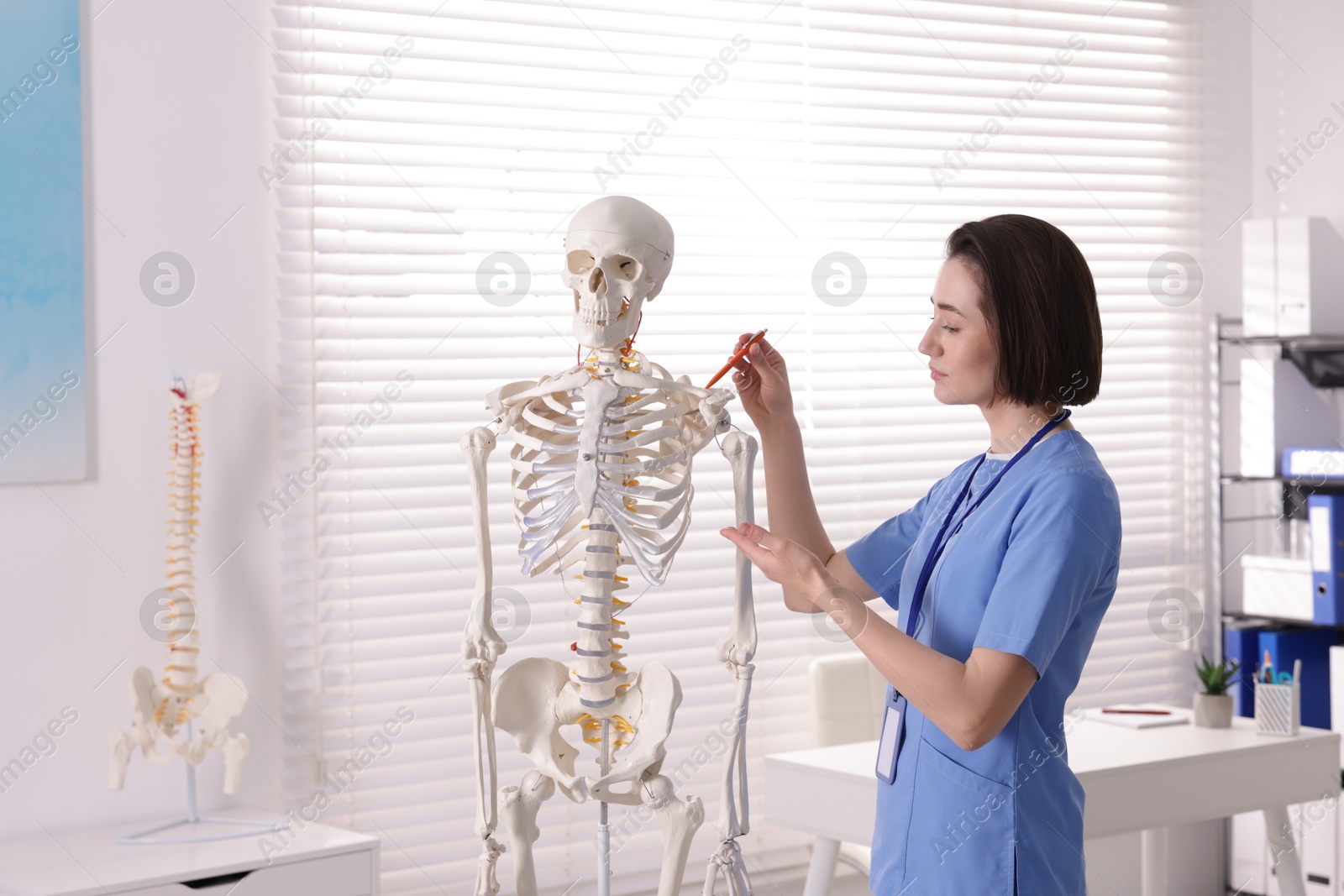 Photo of Doctor pointing at parts of human skeleton model in clinic