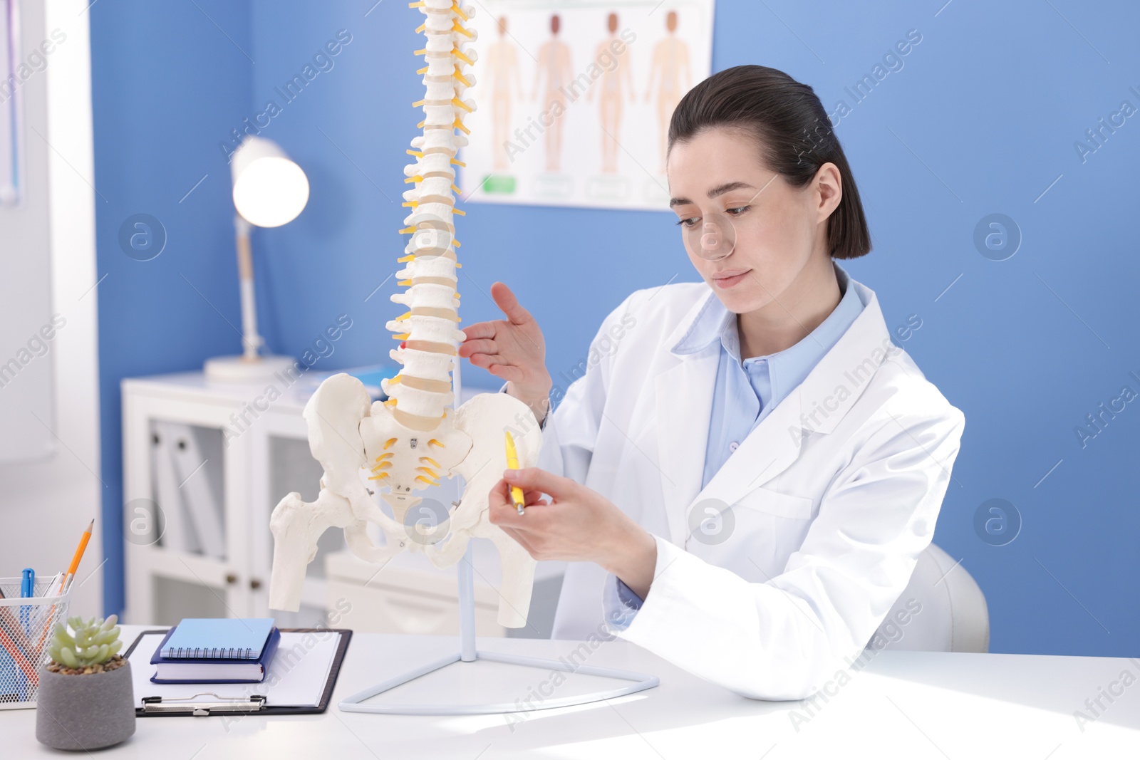 Photo of Doctor pointing at sections of human spine model at desk in clinic
