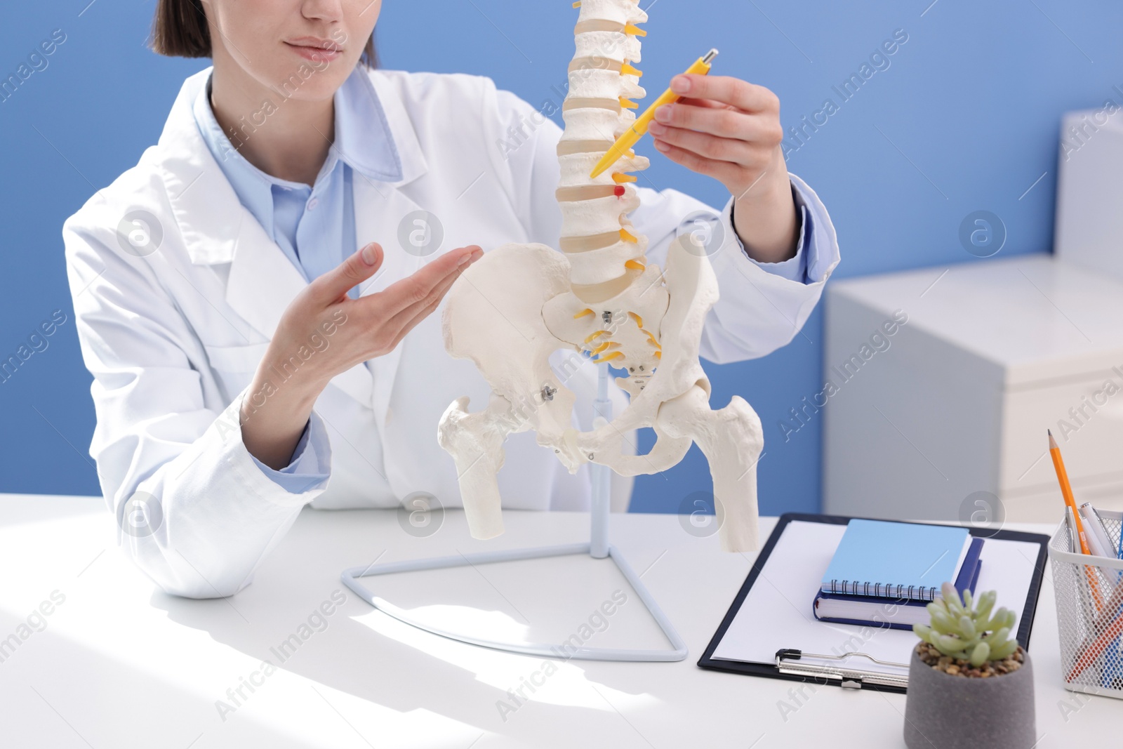 Doctor pointing at sections of human spine model at desk in clinic, closeup Photo of Doctor pointing at sections of human spine model at desk in clinic, closeup