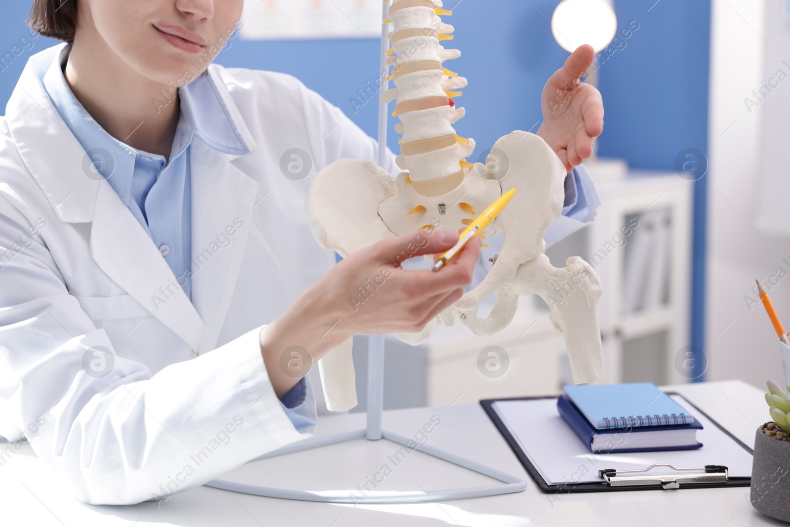 Photo of Doctor pointing at sections of human spine model at desk in clinic, closeup