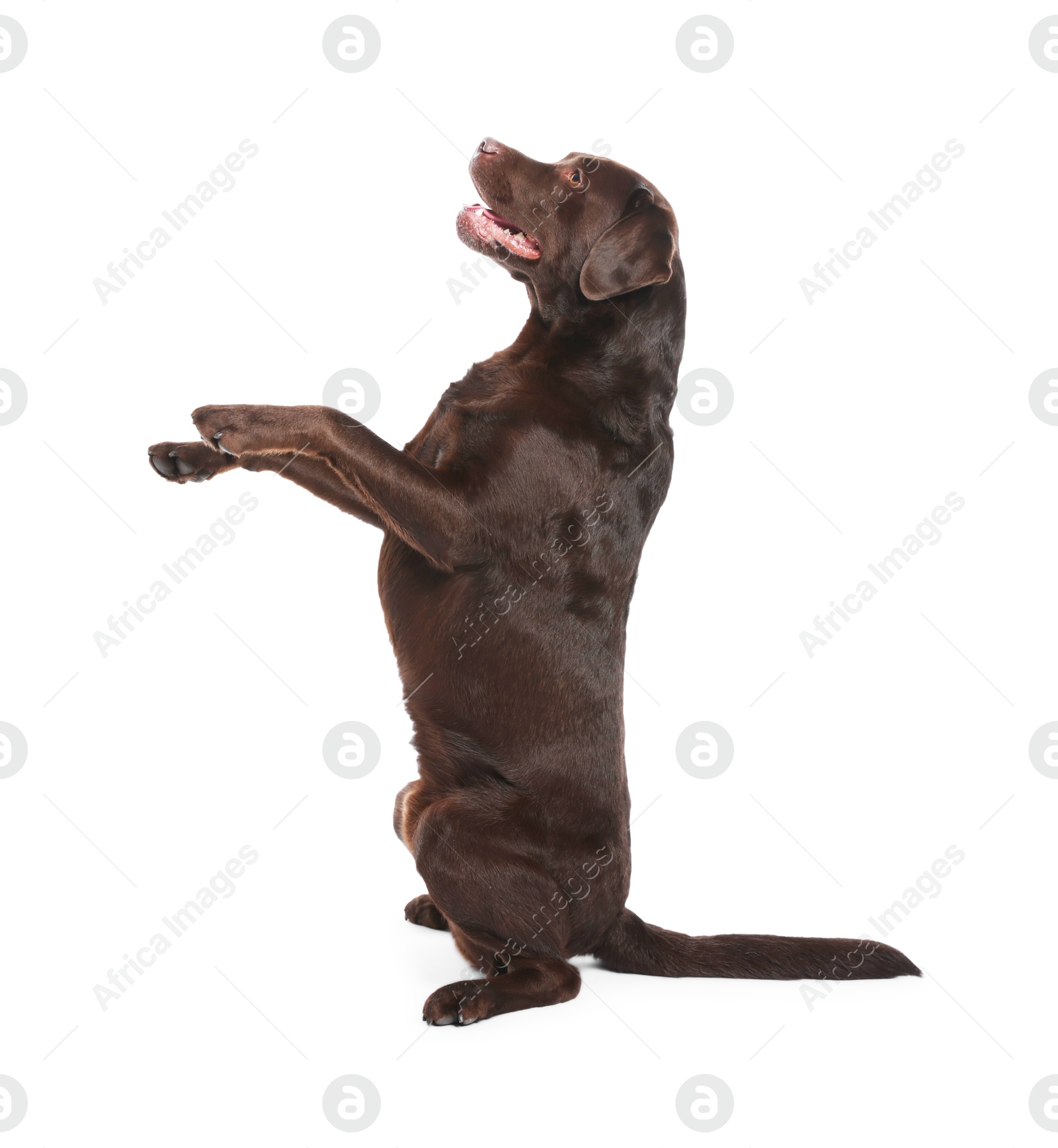 Photo of Cute dog on white background. Lovely pet