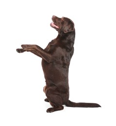 Photo of Cute dog on white background. Lovely pet