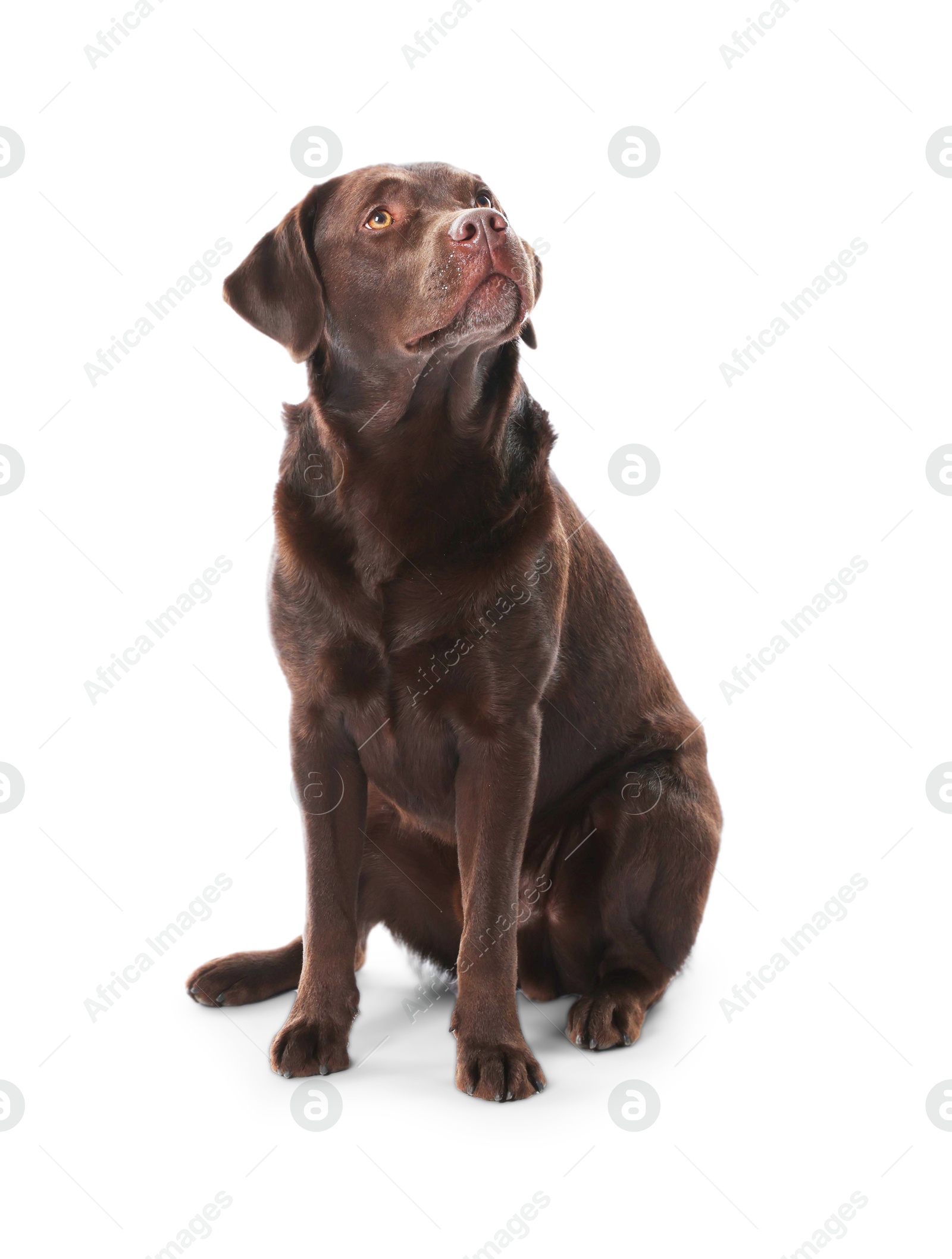 Cute dog on white background. Lovely pet Photo of Cute dog on white background. Lovely pet