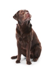 Photo of Cute dog on white background. Lovely pet