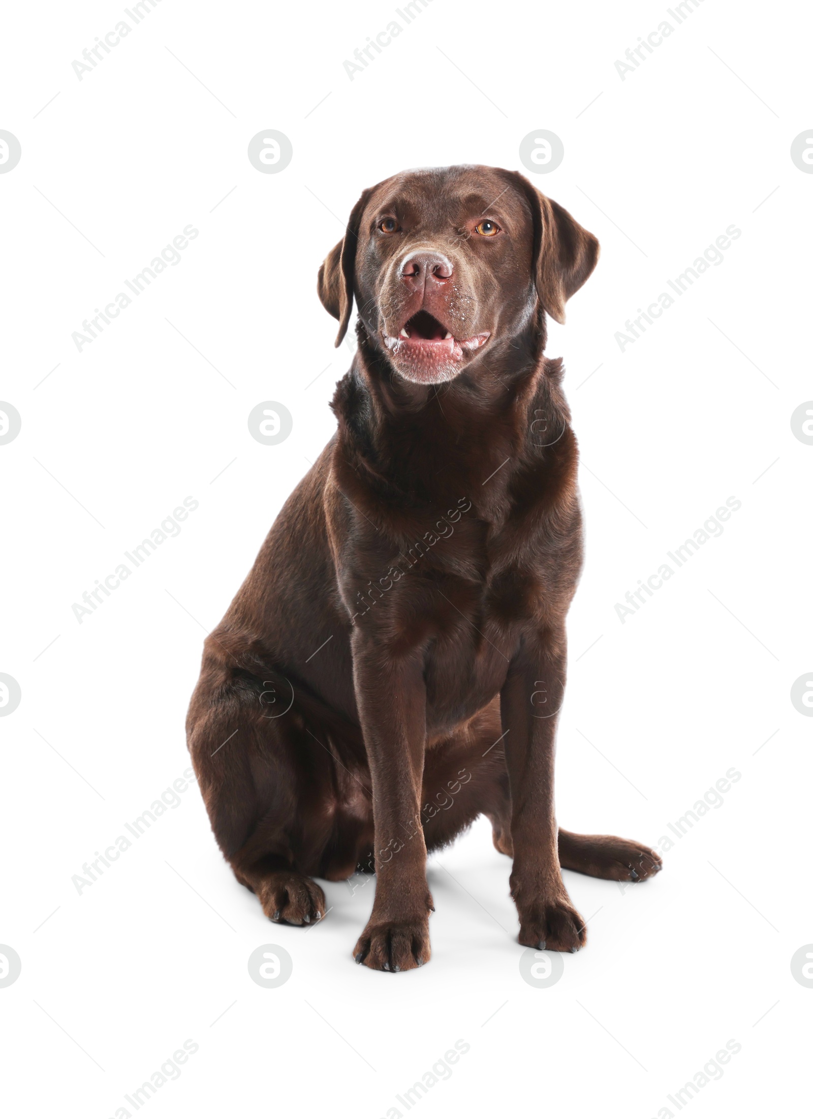 Photo of Cute dog on white background. Lovely pet