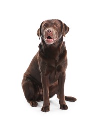 Photo of Cute dog on white background. Lovely pet