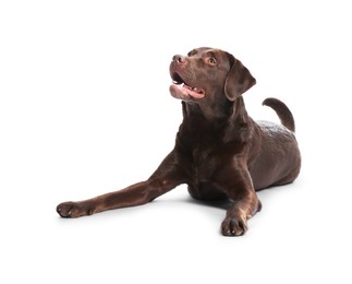 Photo of Cute dog on white background. Lovely pet