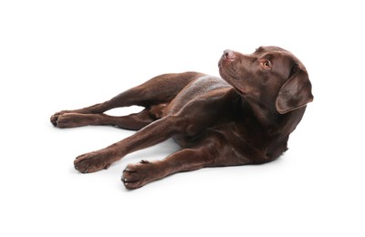 Photo of Cute dog on white background. Lovely pet