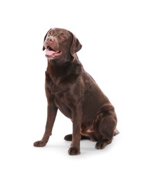 Photo of Cute dog on white background. Lovely pet