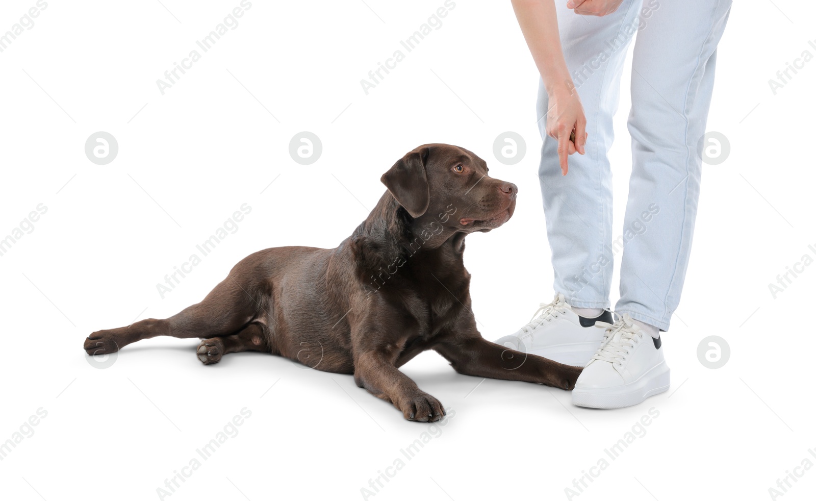 Woman training her dog on white background, closeup Photo of Woman training her dog on white background, closeup