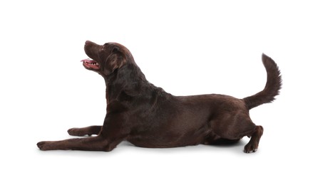 Photo of Cute dog on white background. Lovely pet