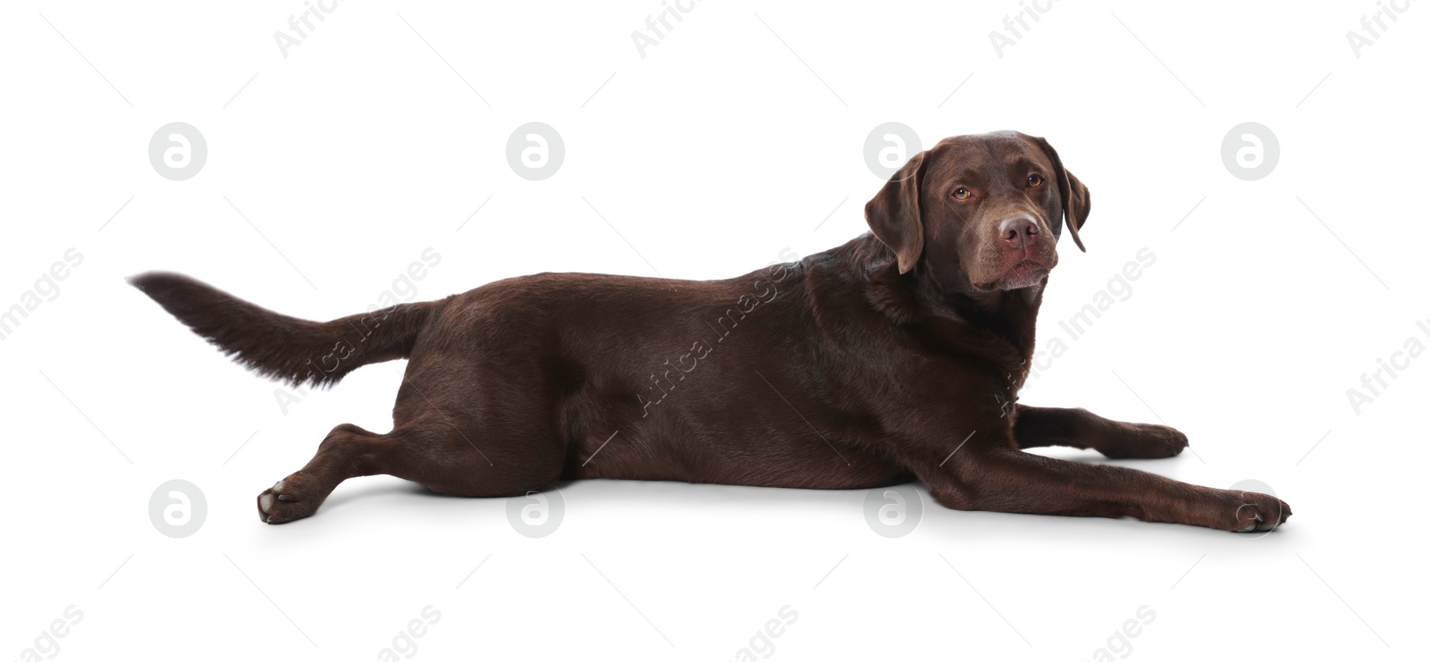 Cute dog on white background. Lovely pet Photo of Cute dog on white background. Lovely pet