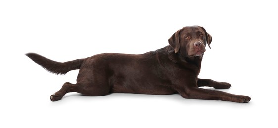 Photo of Cute dog on white background. Lovely pet
