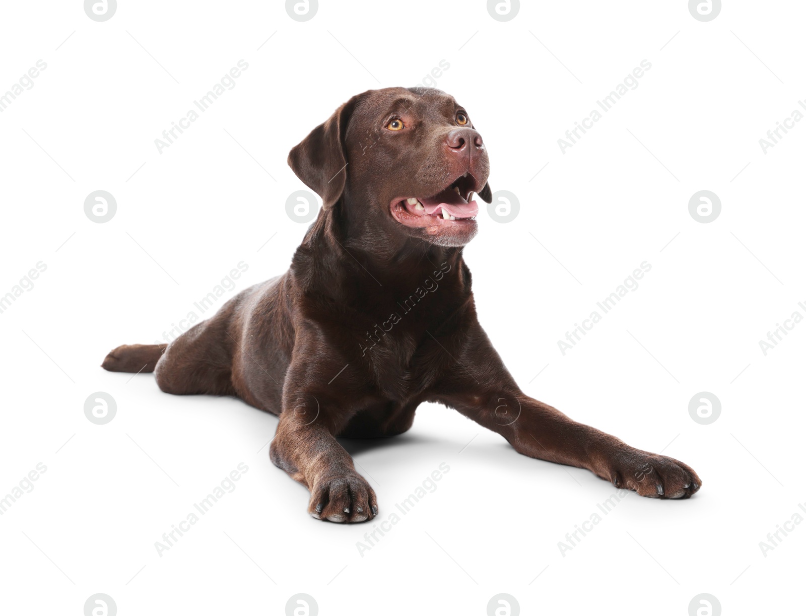 Cute dog on white background. Lovely pet Photo of Cute dog on white background. Lovely pet