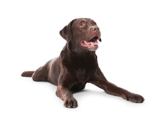 Photo of Cute dog on white background. Lovely pet