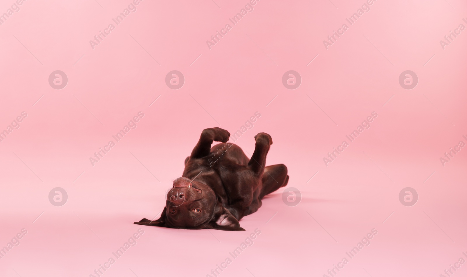 Photo of Cute dog on pink background, space for text. Lovely pet