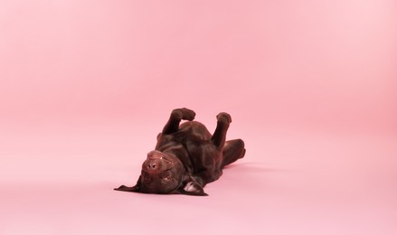 Photo of Cute dog on pink background, space for text. Lovely pet