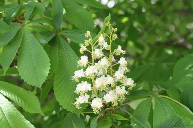 Photo of Chestnut branch with beautiful blossom outdoors, closeup