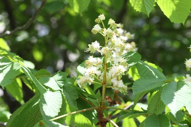 Photo of Chestnut branch with beautiful blossom outdoors, closeup