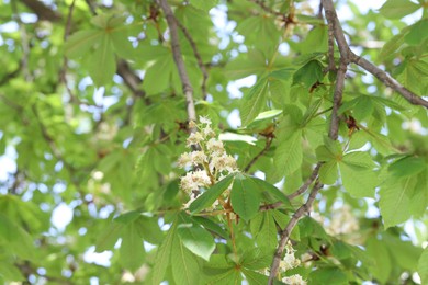 Photo of Chestnut branch with beautiful blossom outdoors, closeup