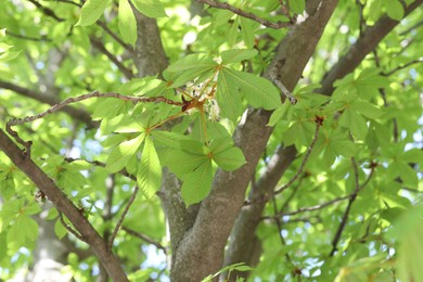 Photo of Beautiful tree crown with green leaves as background, low angle view