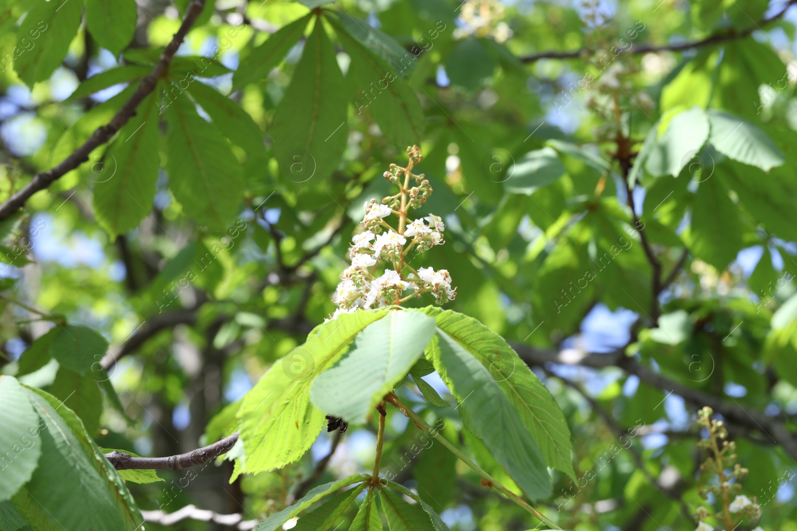 Chestnut branch with beautiful blossom outdoors, closeup Photo of Chestnut branch with beautiful blossom outdoors, closeup