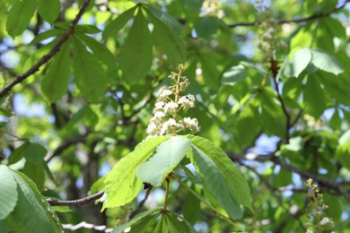 Photo of Chestnut branch with beautiful blossom outdoors, closeup
