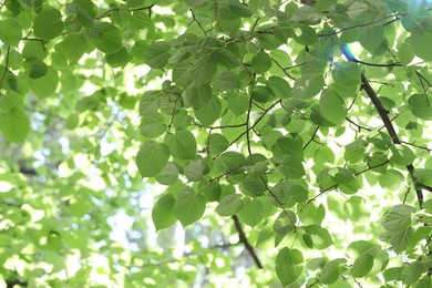 Photo of Beautiful tree crown with green leaves as background, closeup