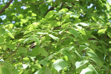 Photo of Beautiful tree crown with green leaves as background, closeup