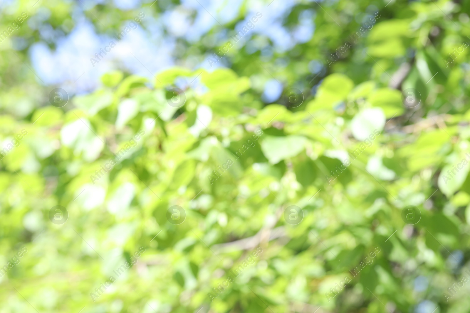 Blurred view of beautiful tree crown, closeup Photo of Blurred view of beautiful tree crown, closeup