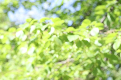 Photo of Blurred view of beautiful tree crown, closeup