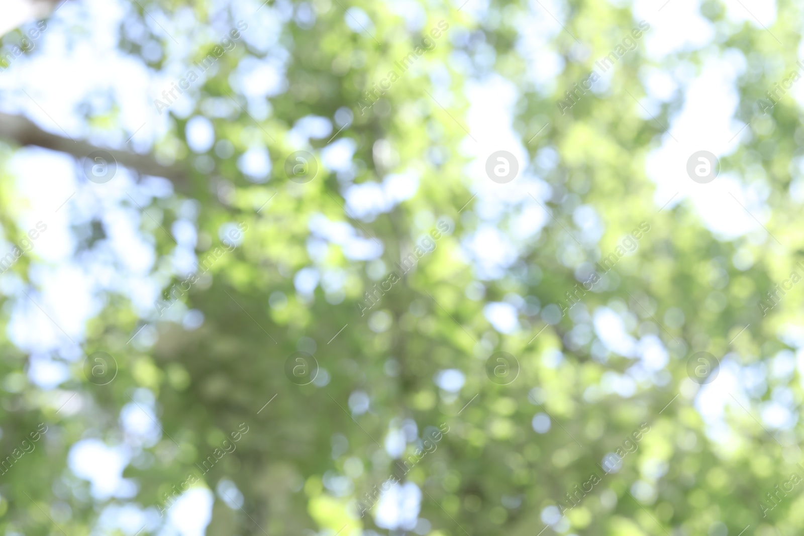 Blurred view of beautiful tree crown, closeup Photo of Blurred view of beautiful tree crown, closeup
