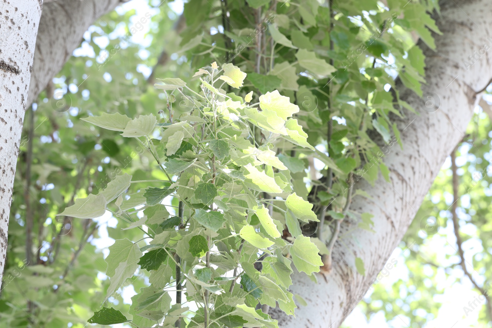 Beautiful tree crown with green leaves as background, low angle view Photo of Beautiful tree crown with green leaves as background, low angle view