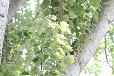 Photo of Beautiful tree crown with green leaves as background, low angle view