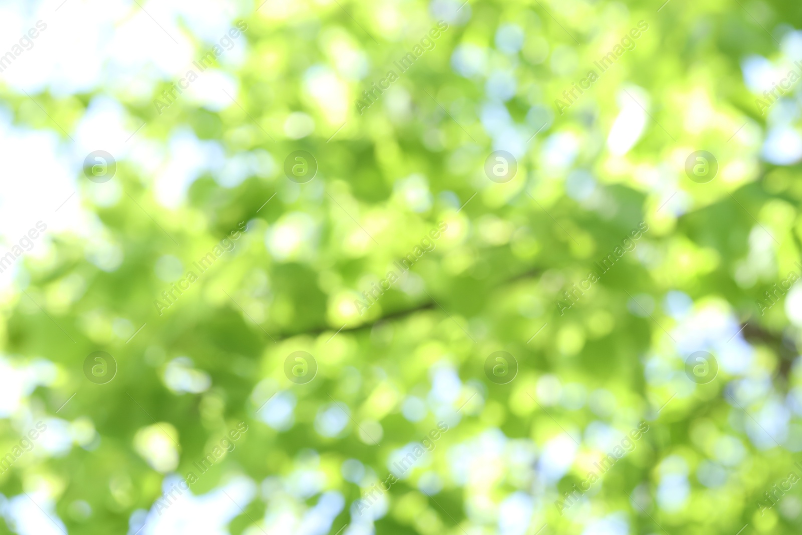 Blurred view of beautiful tree crown, closeup Photo of Blurred view of beautiful tree crown, closeup