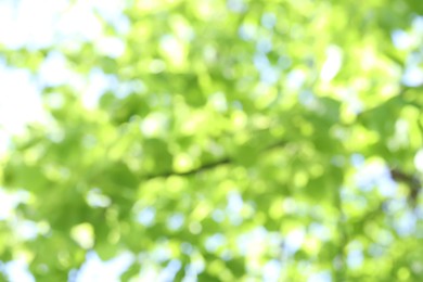 Photo of Blurred view of beautiful tree crown, closeup