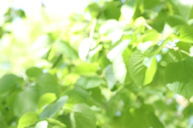 Photo of Blurred view of beautiful tree crown, closeup