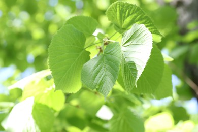 Photo of Beautiful tree crown with green leaves as background, closeup