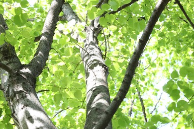 Photo of Beautiful tree crown with green leaves as background, low angle view