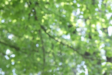 Photo of Blurred view of beautiful tree crown, closeup