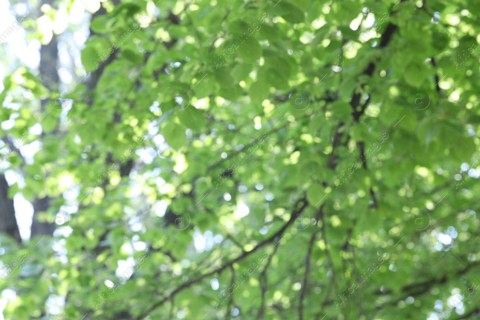 Blurred view of beautiful tree crown, closeup Photo of Blurred view of beautiful tree crown, closeup