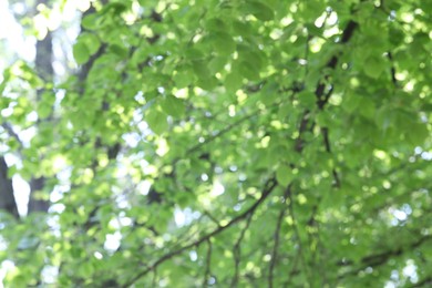 Photo of Blurred view of beautiful tree crown, closeup