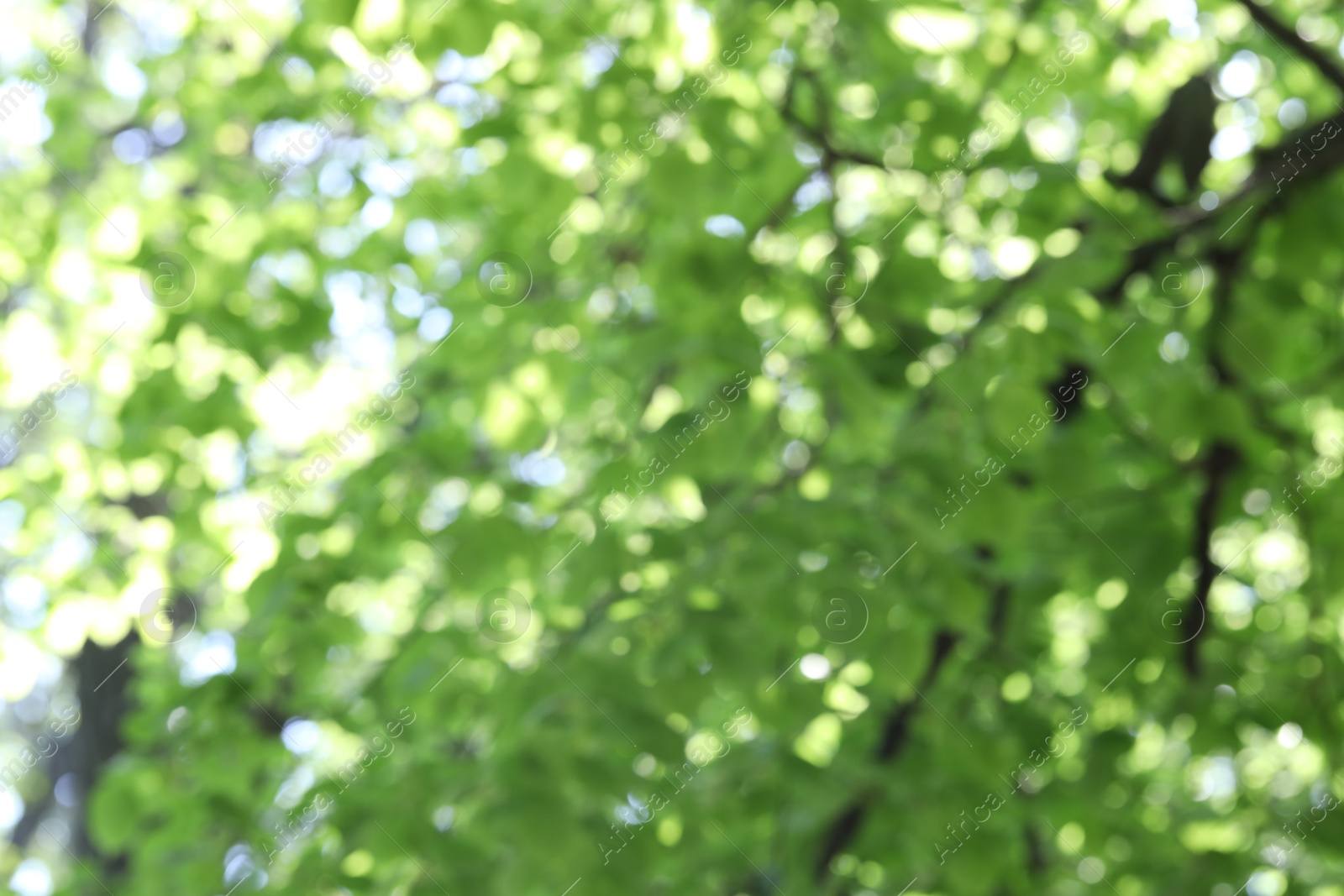 Blurred view of beautiful tree crown, closeup Photo of Blurred view of beautiful tree crown, closeup