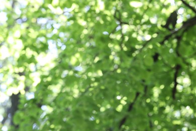 Photo of Blurred view of beautiful tree crown, closeup