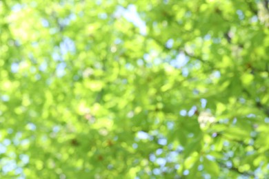 Photo of Blurred view of beautiful tree crown, closeup