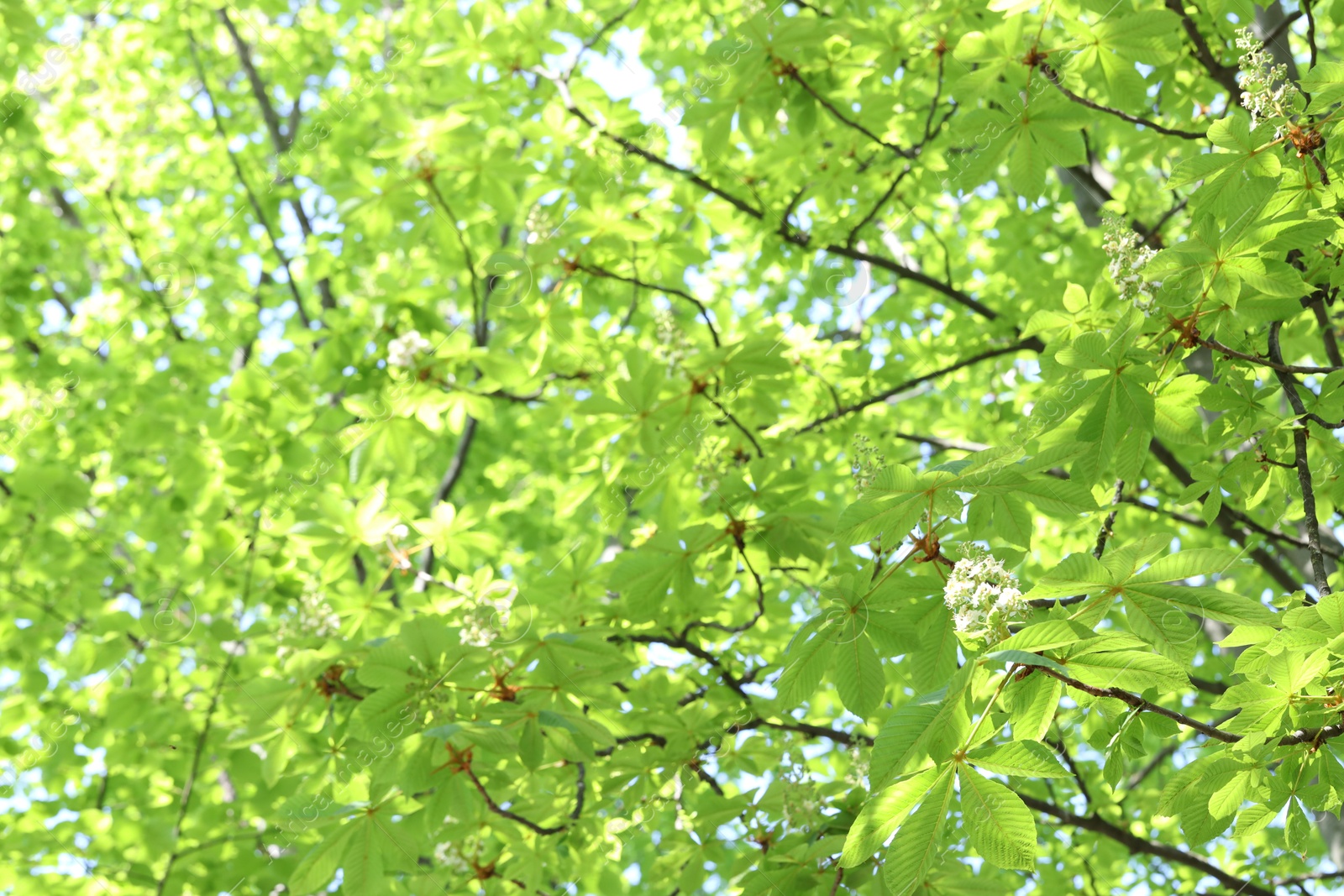 Beautiful tree crown with green leaves as background, closeup Photo of Beautiful tree crown with green leaves as background, closeup
